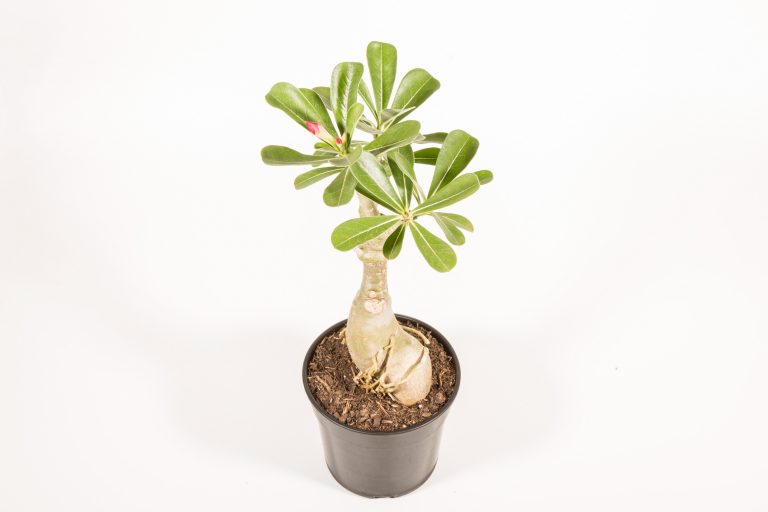 Adenium Tropical Select