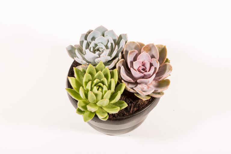 Echeveria Trio Bowl