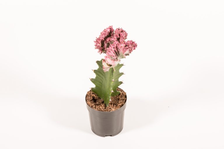 Euphorbia Lactea Grafted