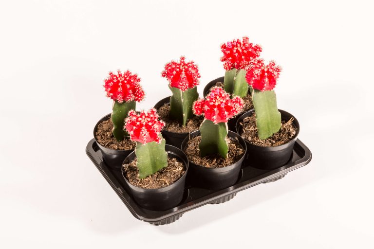 Gymnocalycium Mihanovichii Red